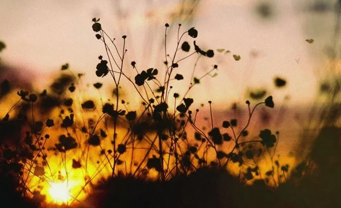 拥抱生活的30条励志语录：心怀美好，万物皆可期